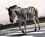 Zebra crossing